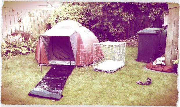 Backyard Camping 1